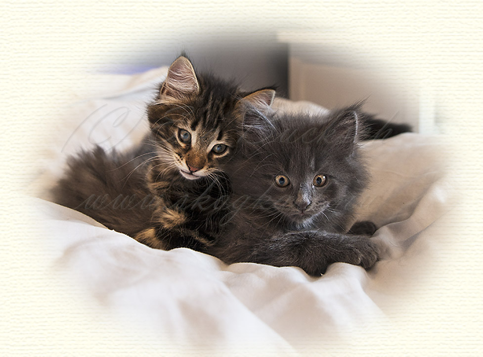 Huldrelandets NFO - foto av Eva Bucksch